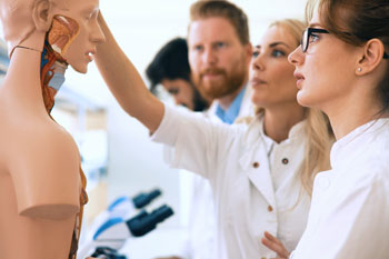 Pharmazie Studierende vor Anatomiemodell