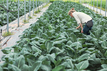 Landwirtin beugt sich auf Feld zu Pflanzen runter