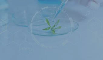 Eine Pipette über einer Schale mit Pflanzenteilen.