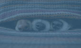 Drei Hunde liegen versteckt unter einer Decke. Nur die Nasen gucken raus.