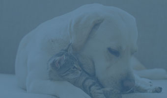 Ein Welpe und ein Kätzchen schmusen miteinander